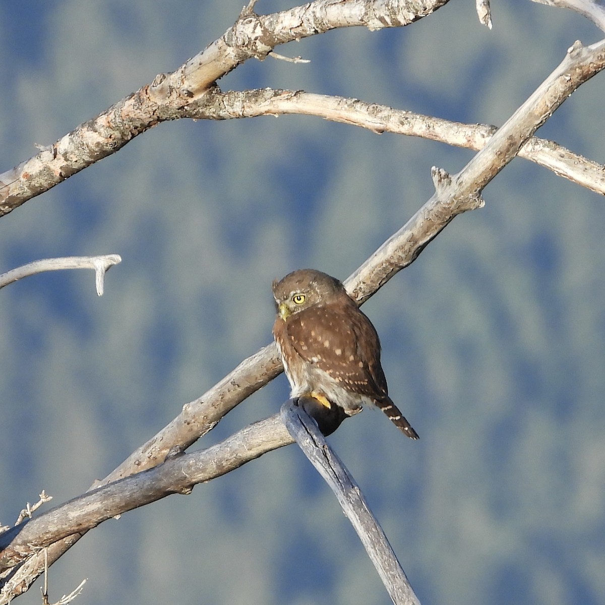 Northern Pygmy-Owl - ML640145069