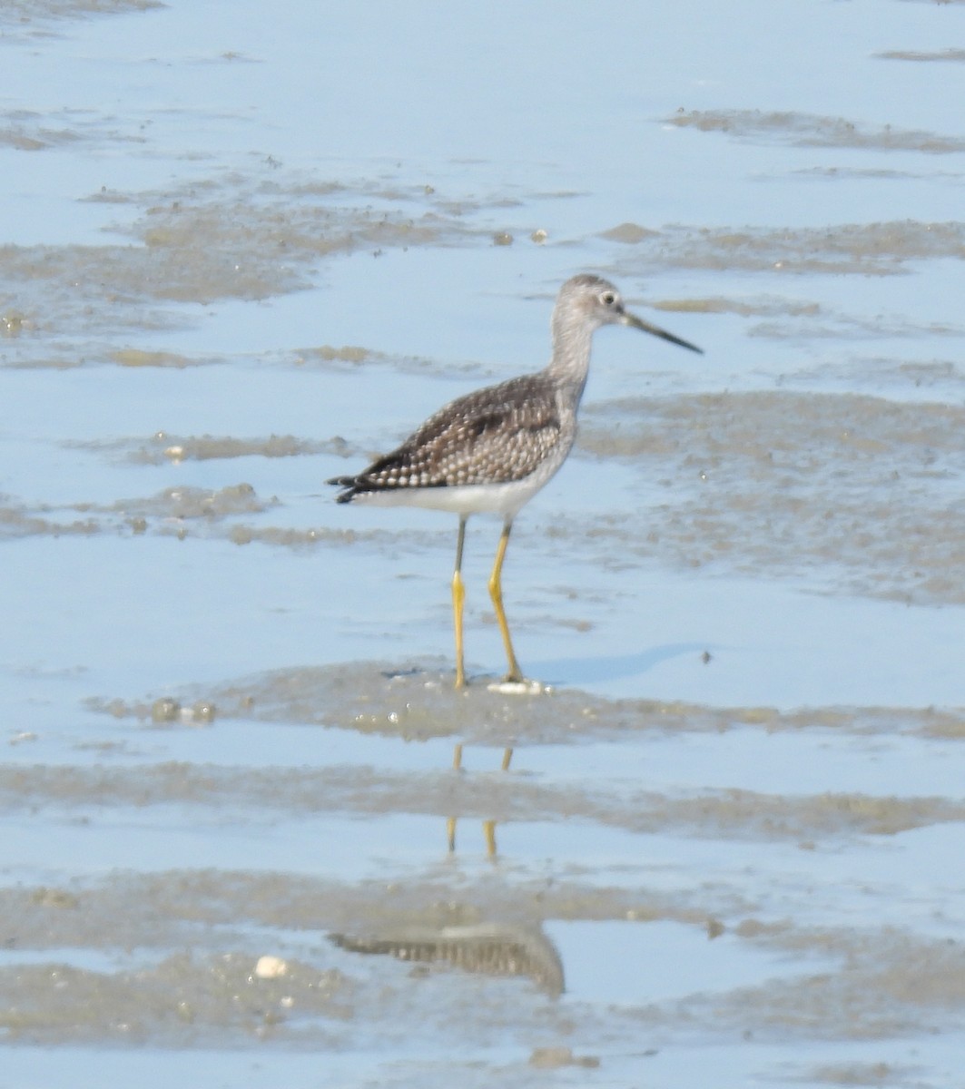 Greater Yellowlegs - ML640145093
