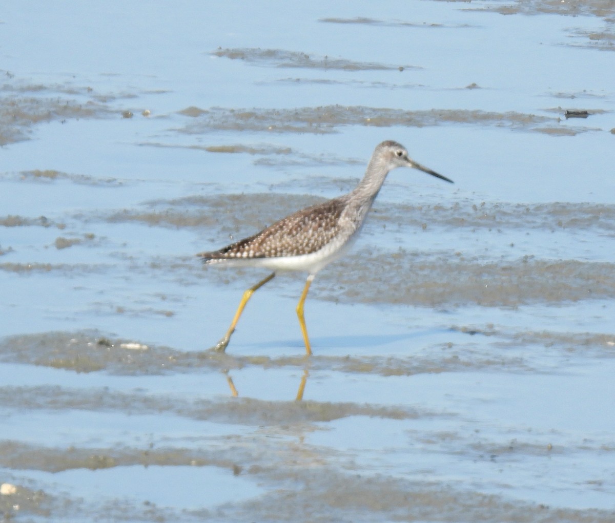 Greater Yellowlegs - ML640145120