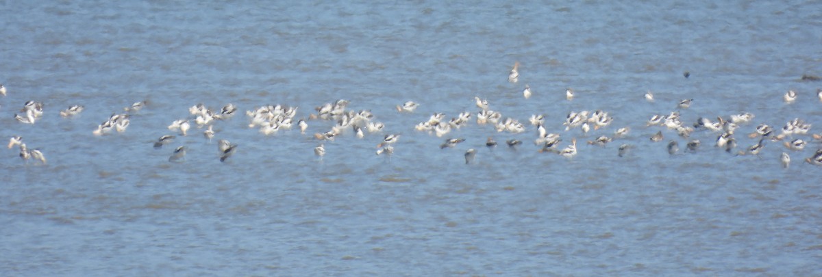 American Avocet - ML640145152