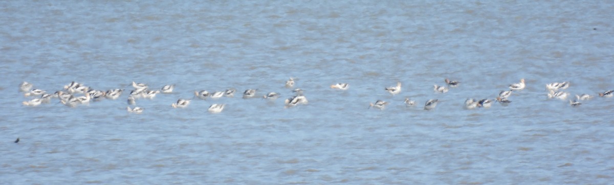 American Avocet - ML640145182