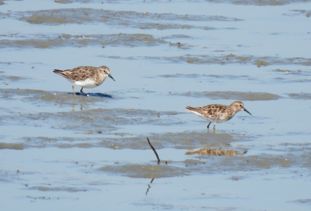 Least Sandpiper - ML640145237