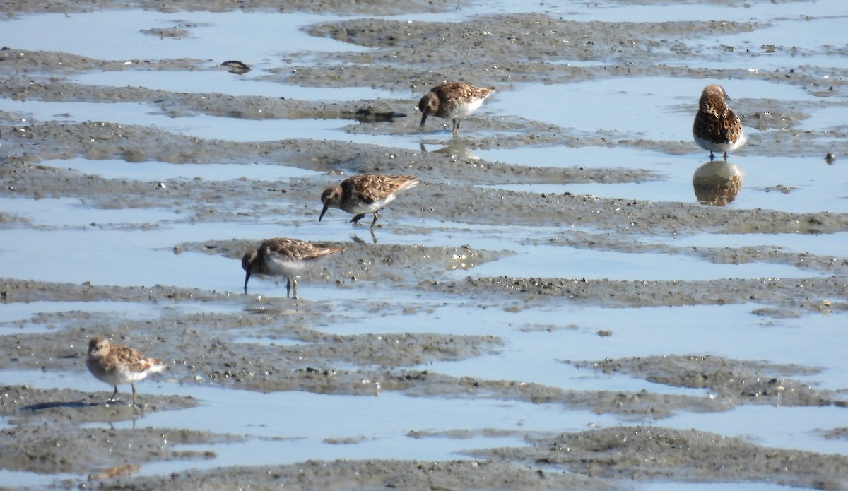 Least Sandpiper - ML640145256