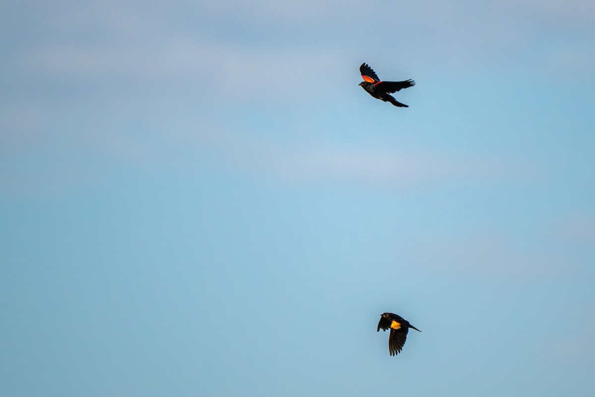 Red-winged Blackbird - ML640145266