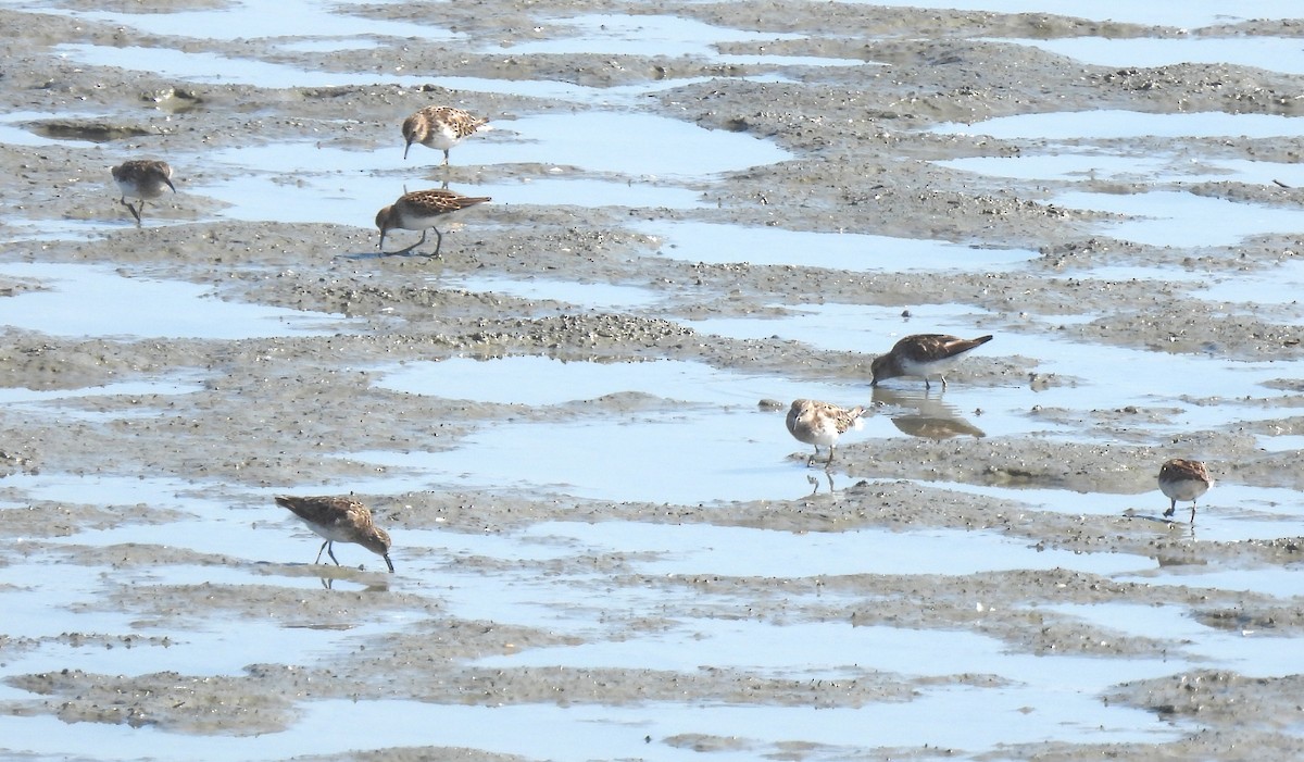 Least Sandpiper - ML640145286