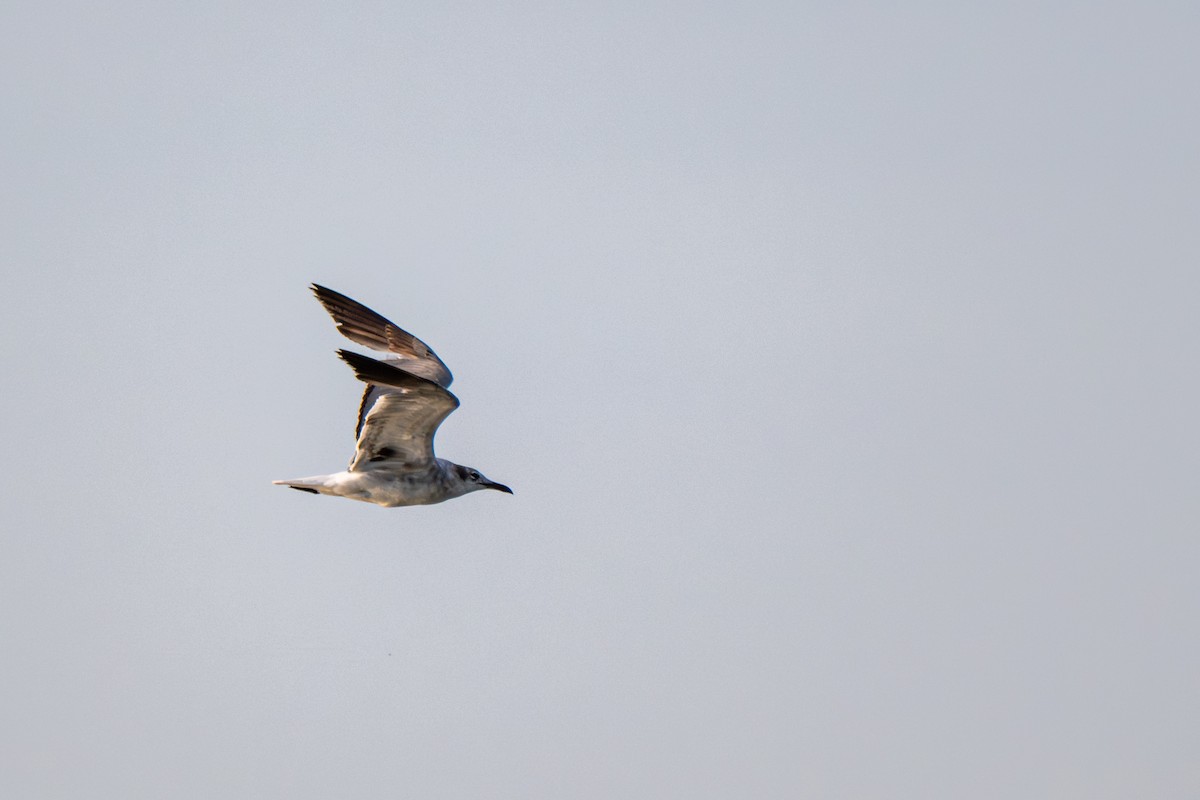 Laughing Gull - ML640145287