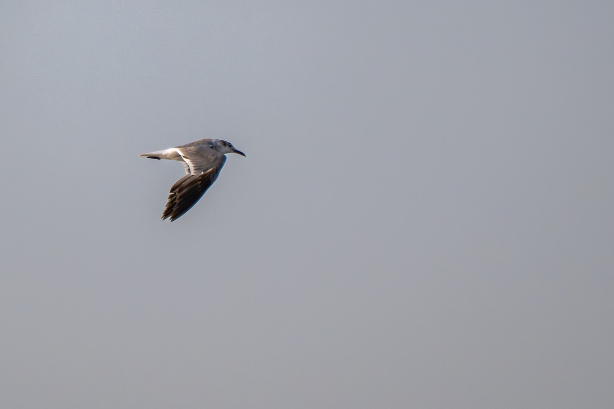 Laughing Gull - ML640145288