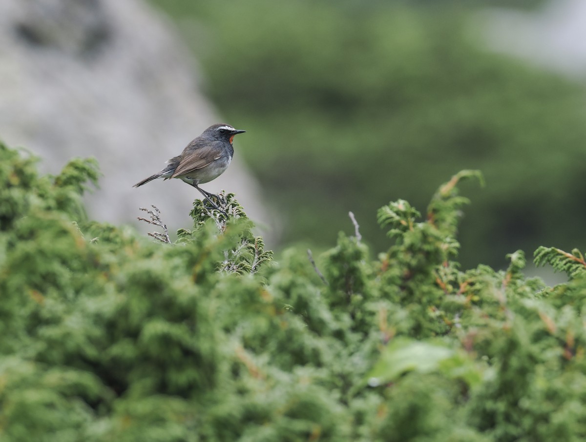 Himalayan Rubythroat - ML640145295