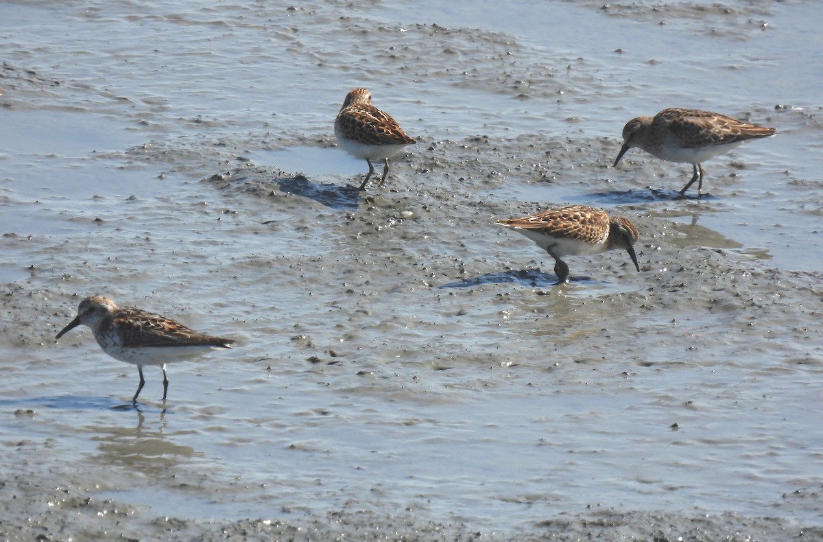 Least Sandpiper - ML640145303