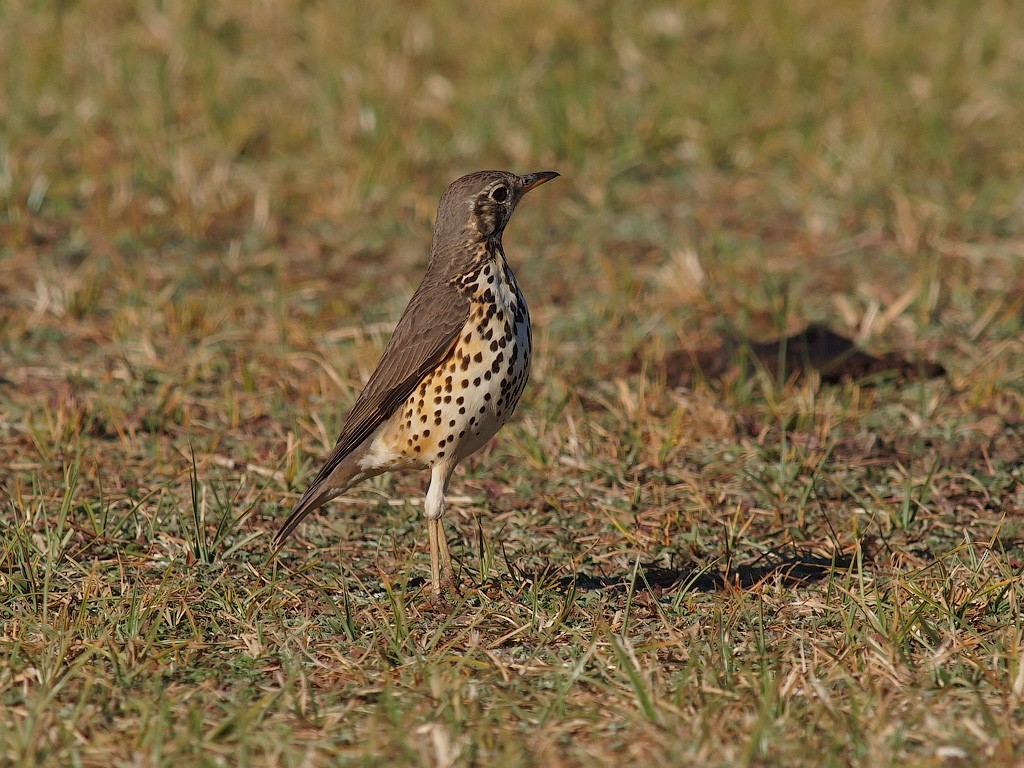 Ethiopian Thrush - ML640145329