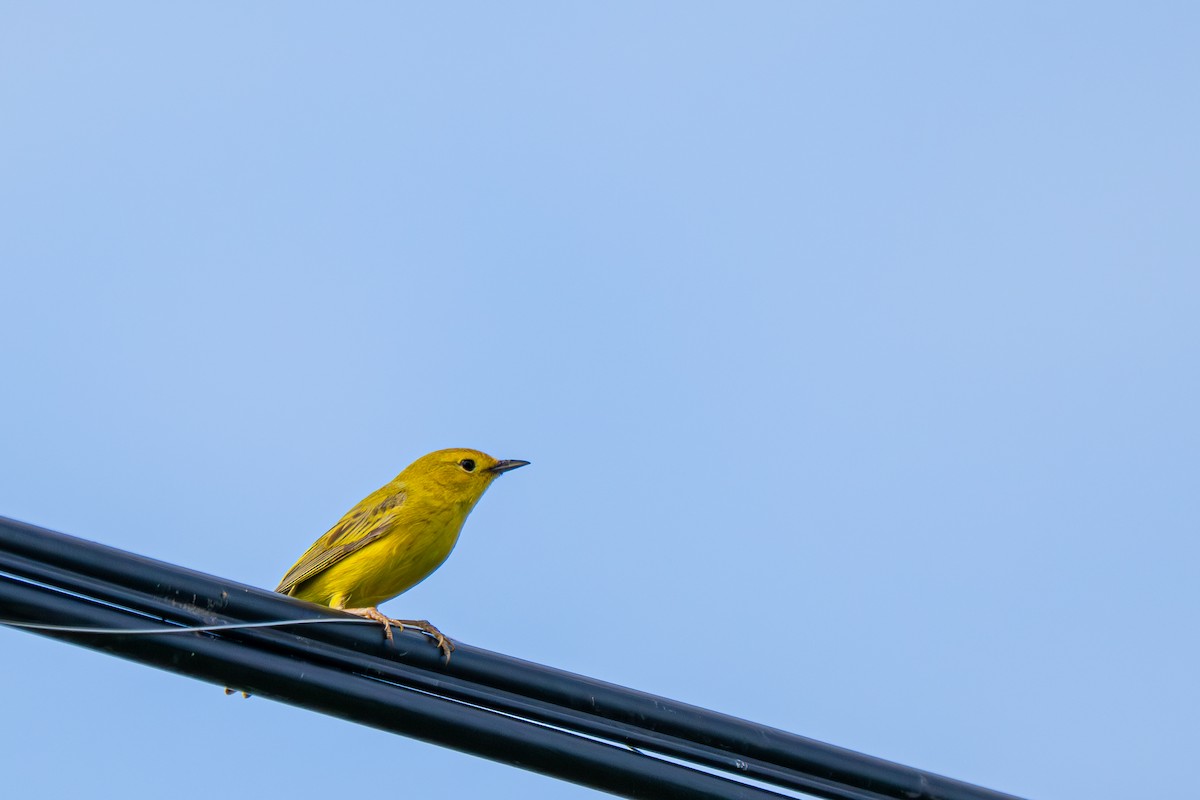 Goldwaldsänger [aestiva-Gruppe] - ML640145346