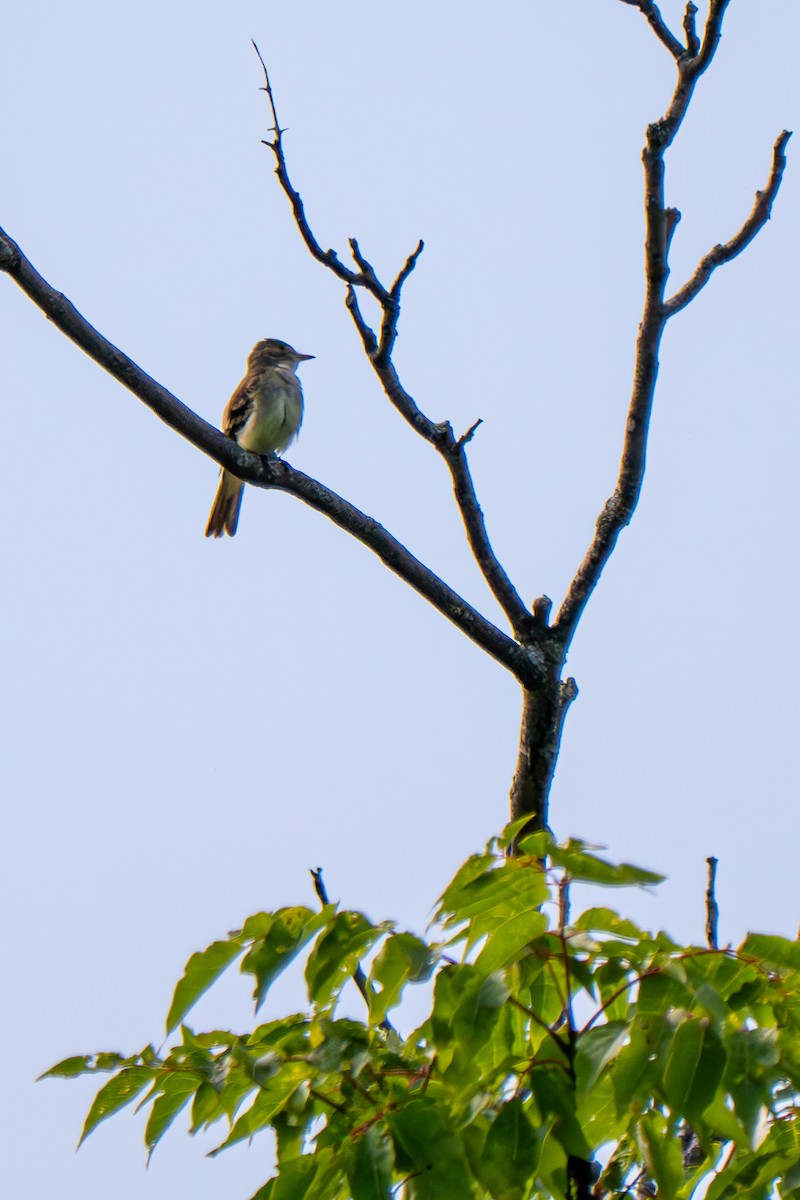 Willow Flycatcher - ML640145369