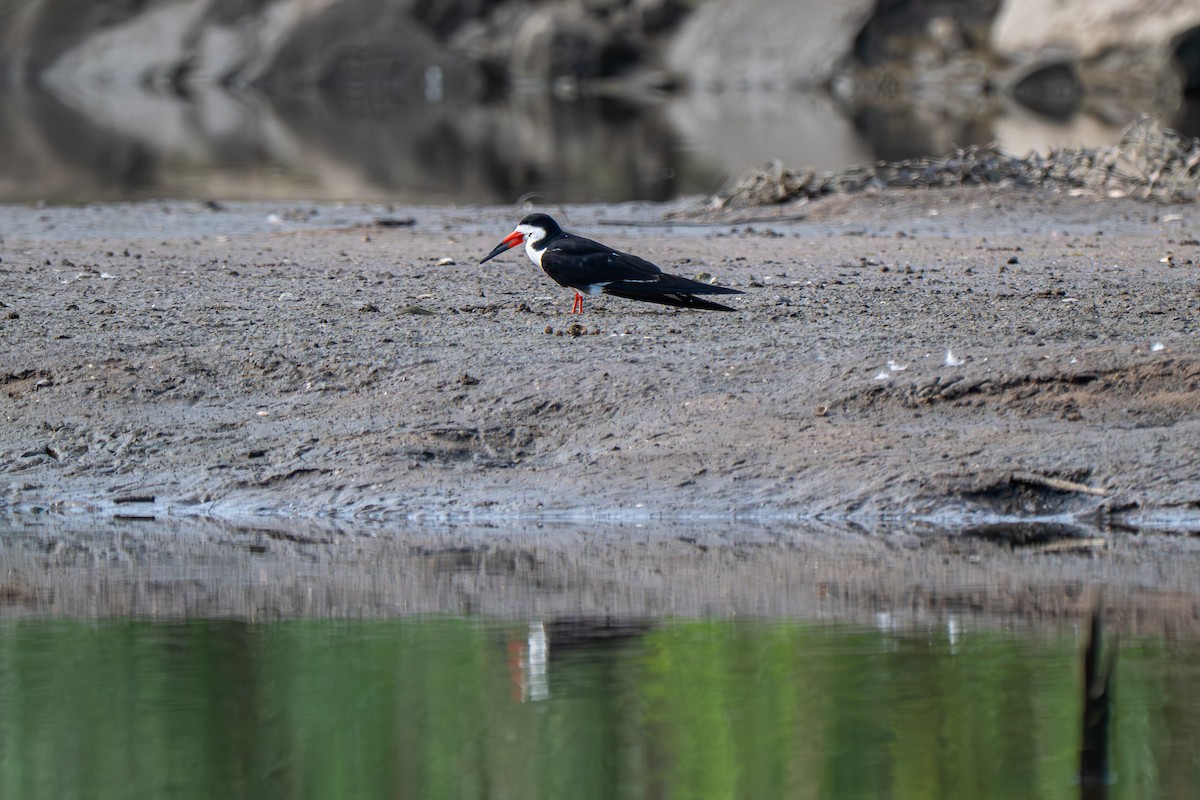 Black Skimmer - ML640145372