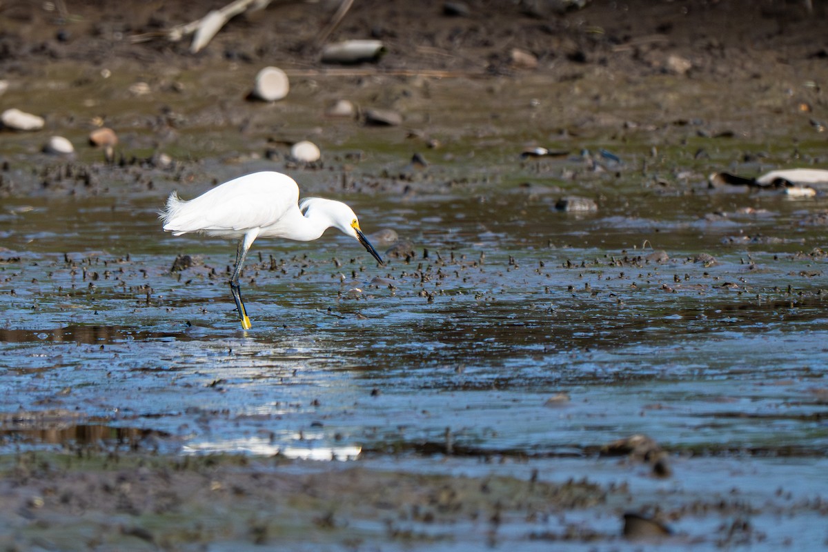 Snowy Egret - ML640145376