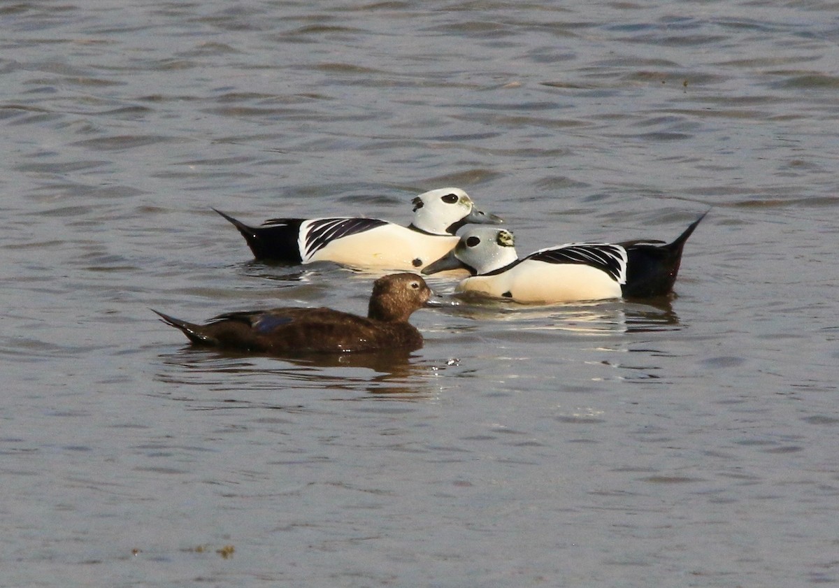 Steller's Eider - ML640145394