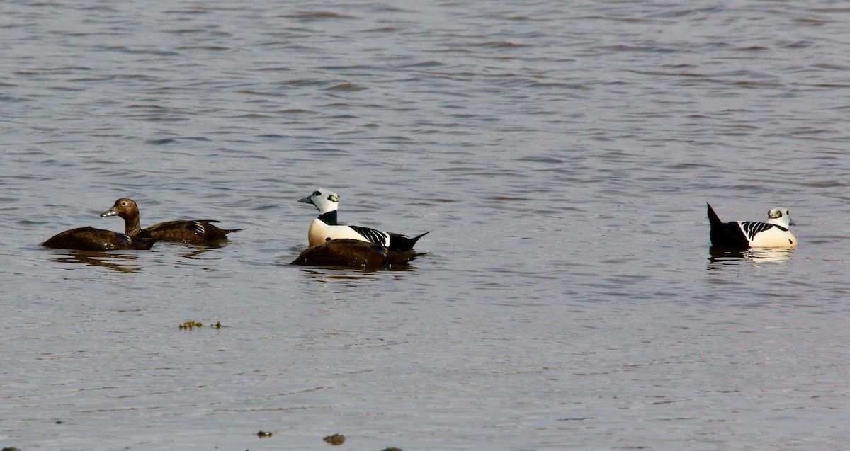 Steller's Eider - ML640145395