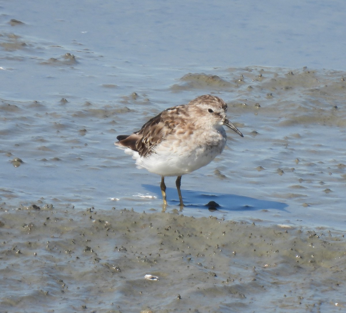 Least Sandpiper - ML640145442