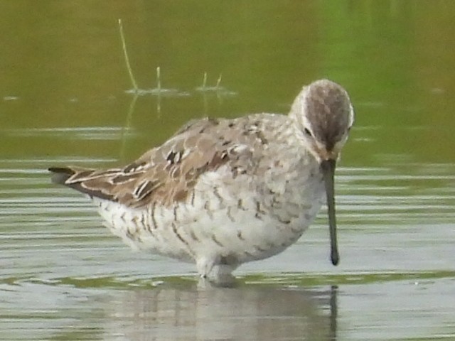 Txirri zankaluzea - ML640145454