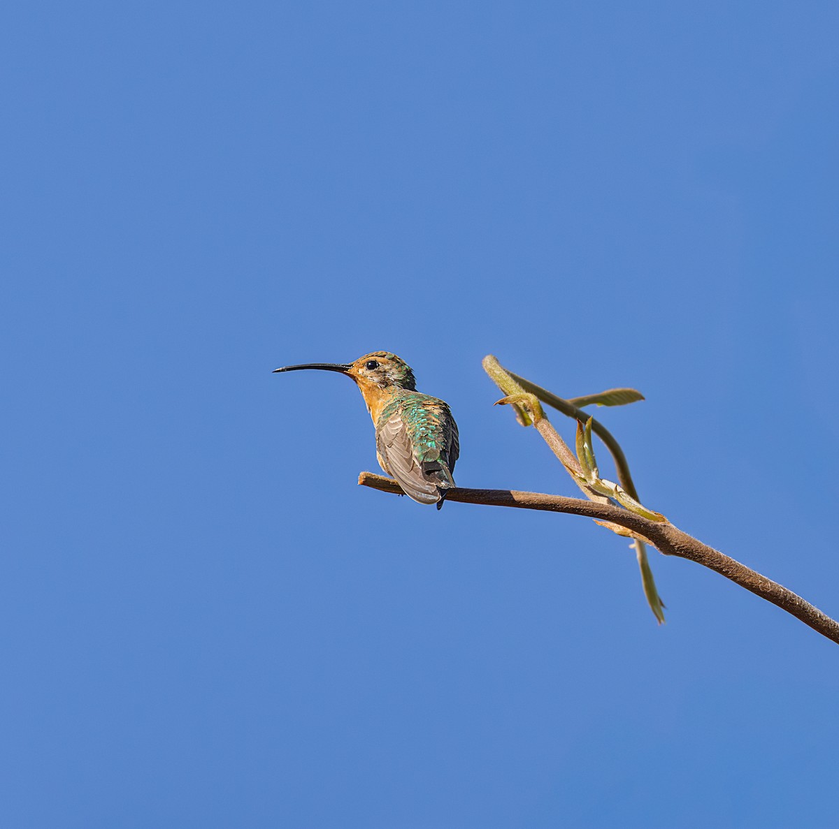 White-tailed Goldenthroat - ML640145460