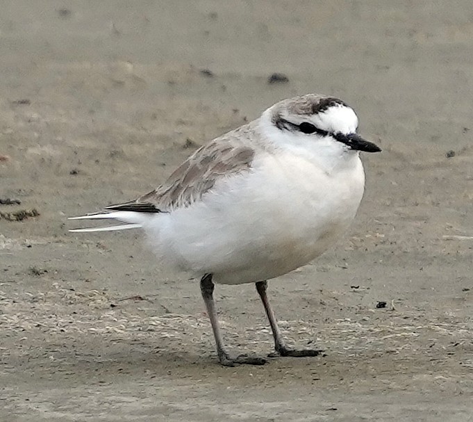 strandlo - ML640145464