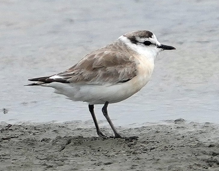 strandlo - ML640145465