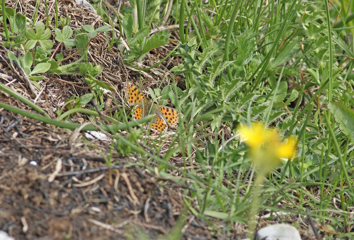 Queen of Spain Fritillary - ML640145481