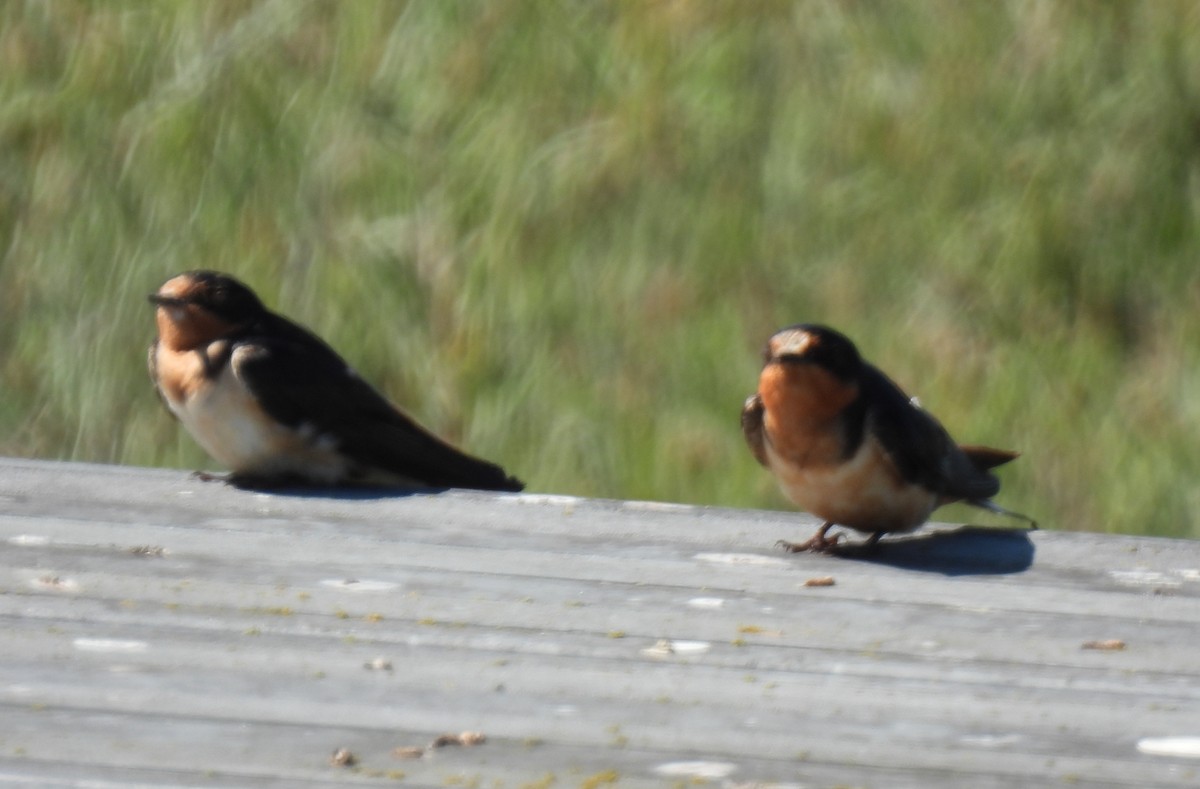 Barn Swallow - ML640145493