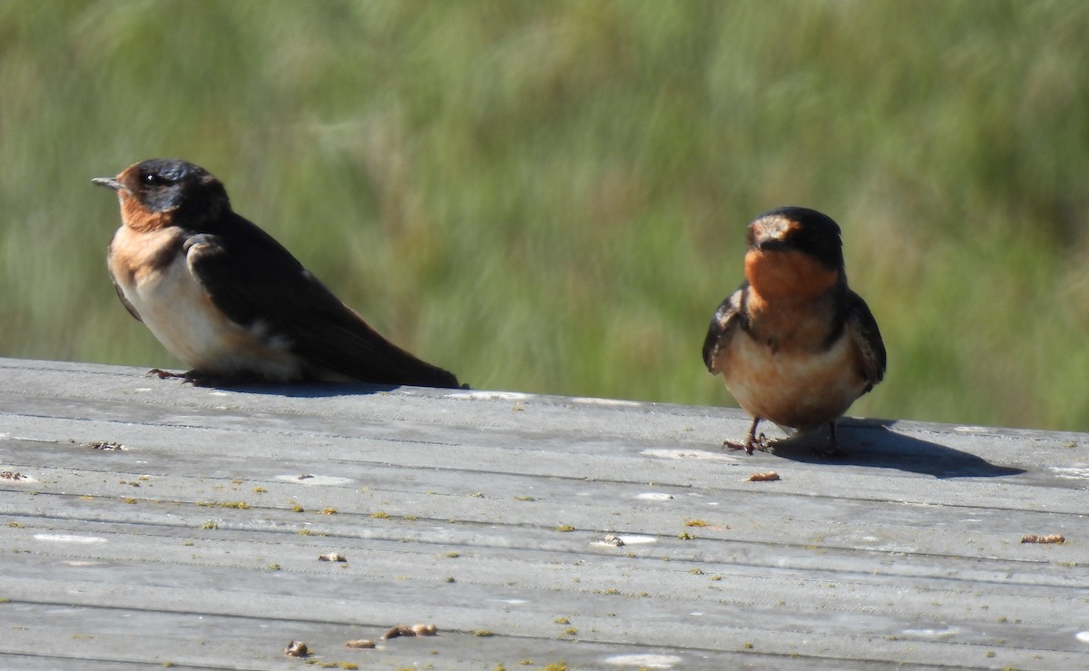 Barn Swallow - ML640145532