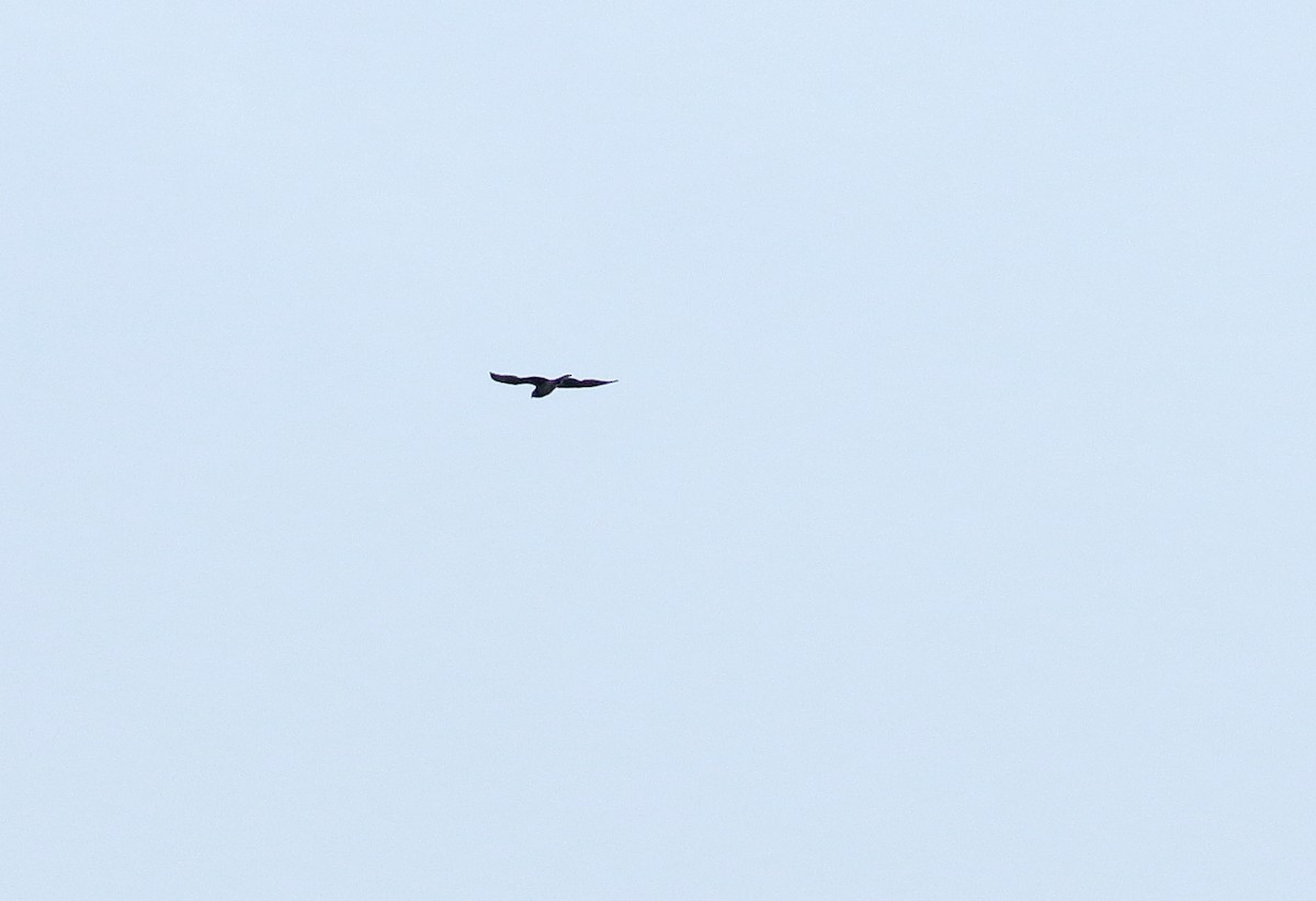 Цармын бүргэд - ML640145639