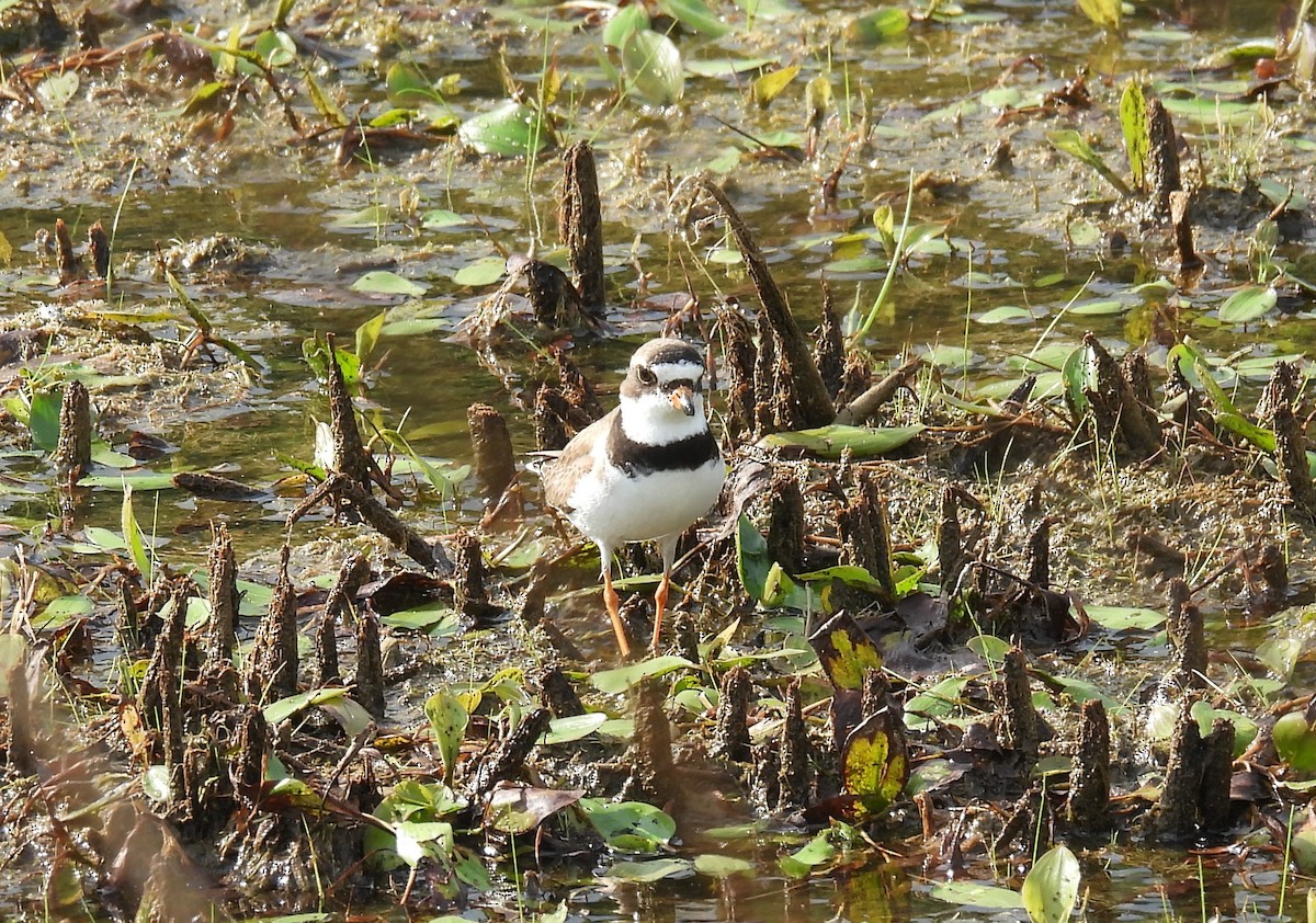 Txirritxo erdipalmatua - ML640145666