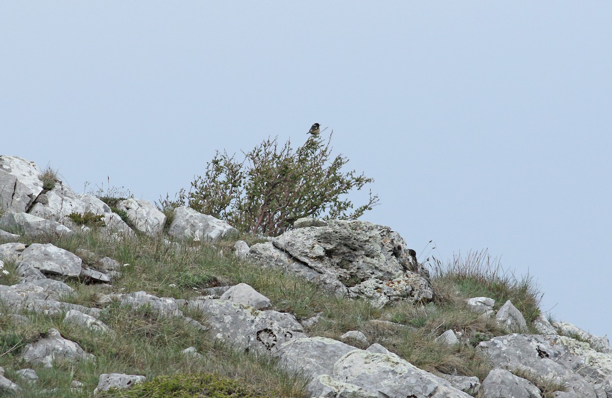 European Stonechat - ML640145700