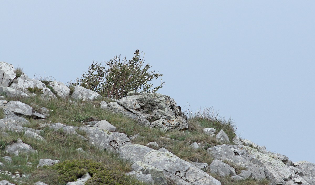 European Stonechat - ML640145705