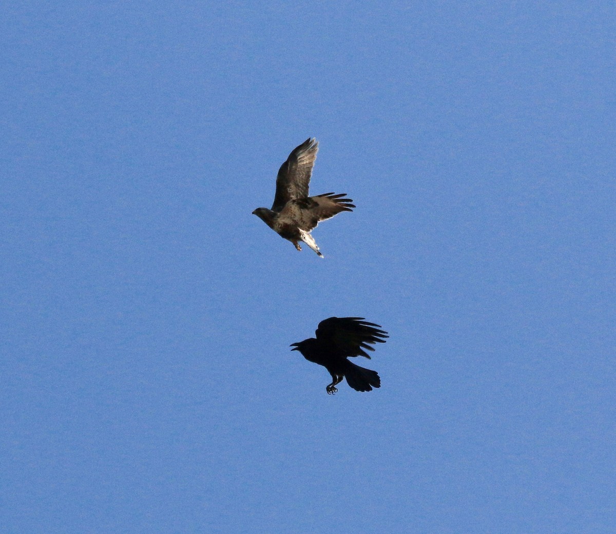 Rough-legged Hawk - ML640145709