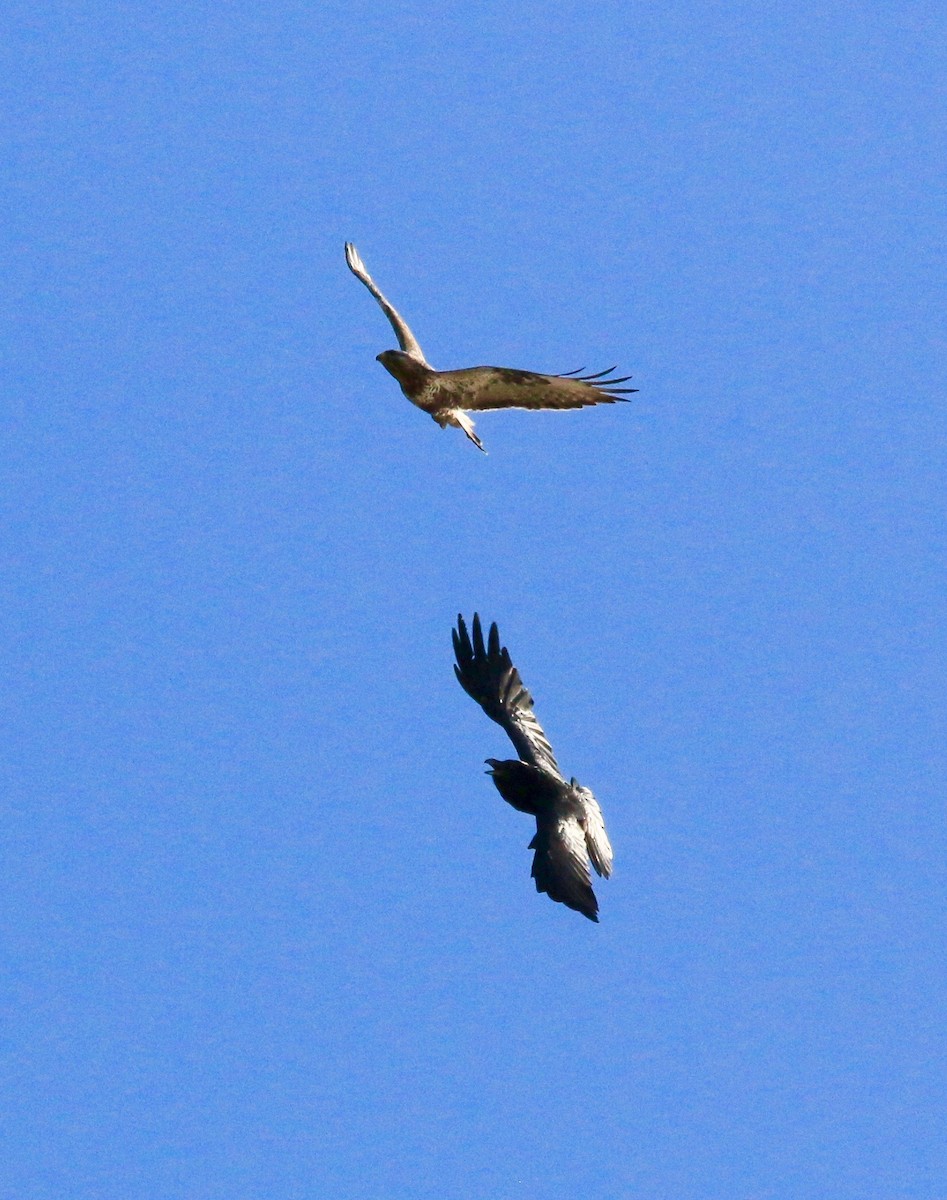 Rough-legged Hawk - ML640145710