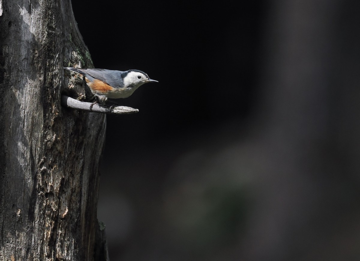 White-cheeked Nuthatch - ML640145712