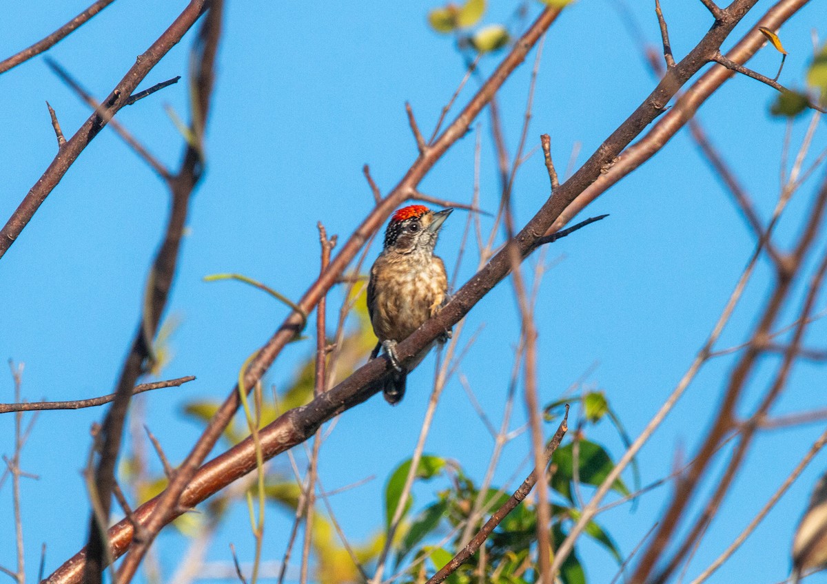 Ochraceous Piculet - ML640145753