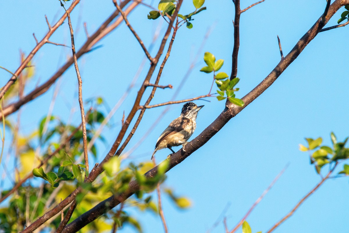 Ochraceous Piculet - ML640145754