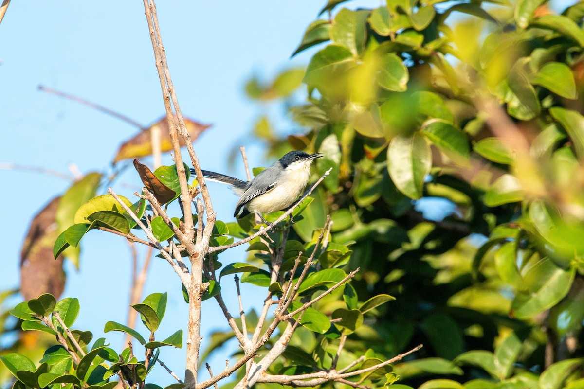 Tropical Gnatcatcher (atricapilla) - ML640145802
