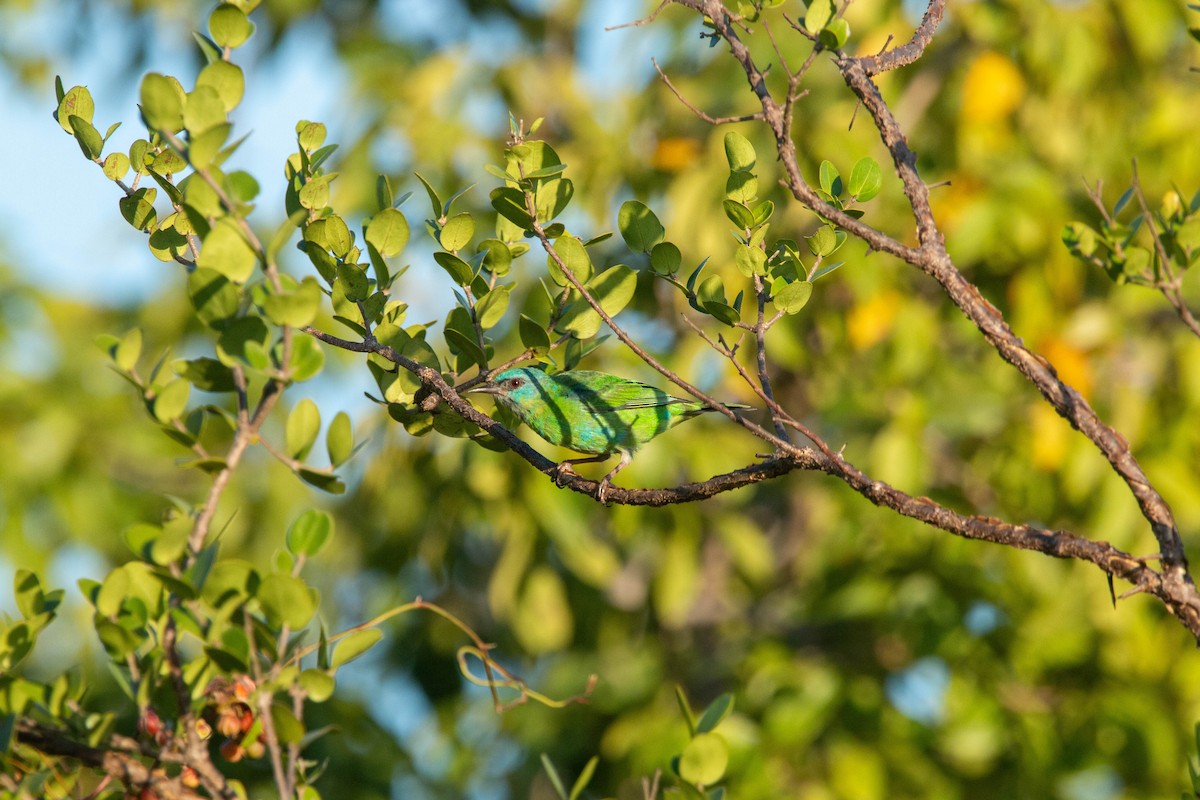 Blue Dacnis - ML640145829