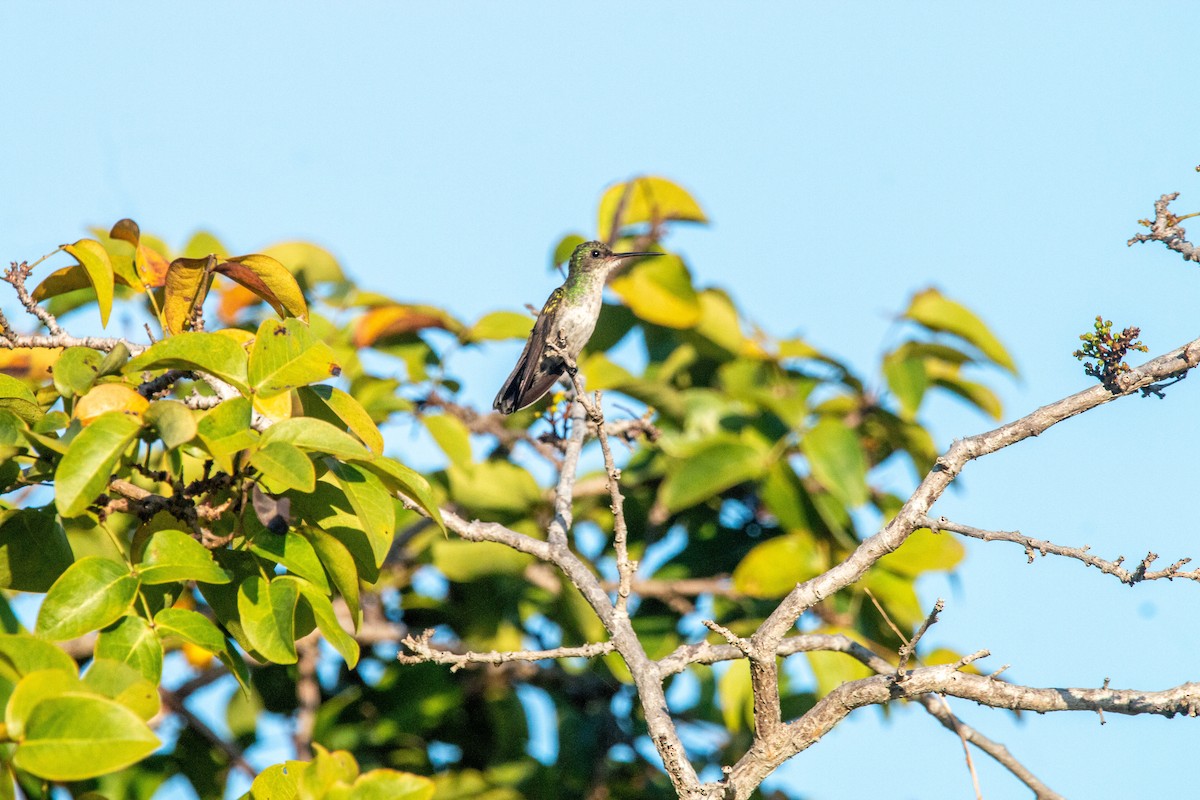 White-chinned Sapphire - ML640145851