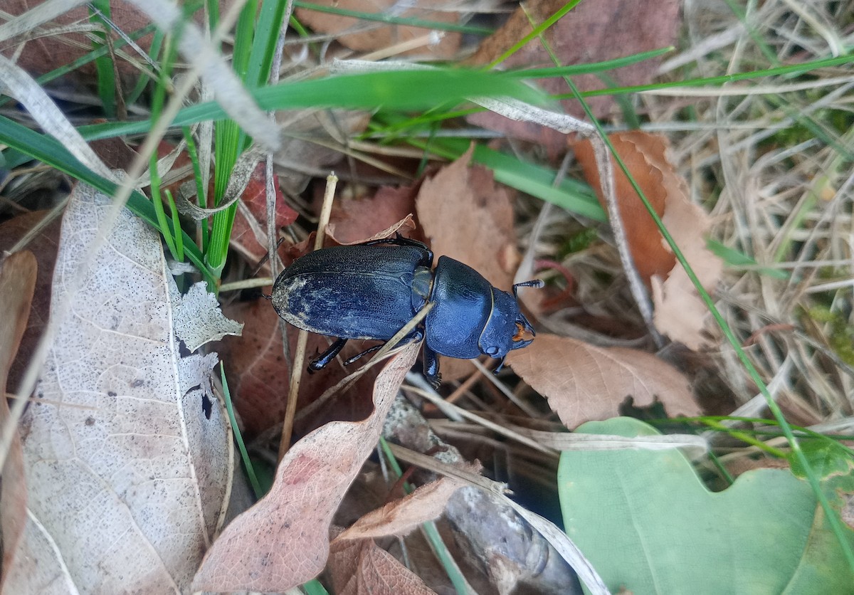 Lesser Stag Beetle - ML640146006