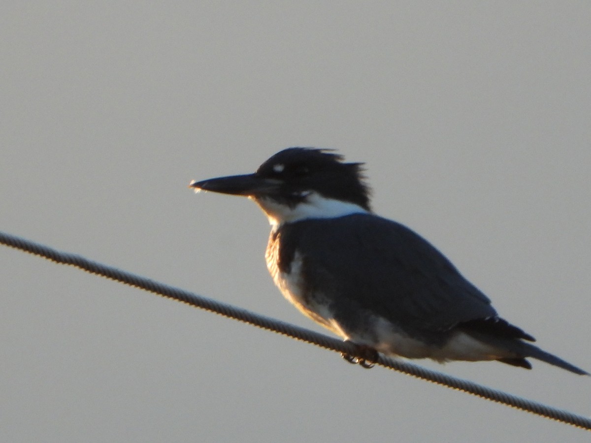 Belted Kingfisher - ML640146014