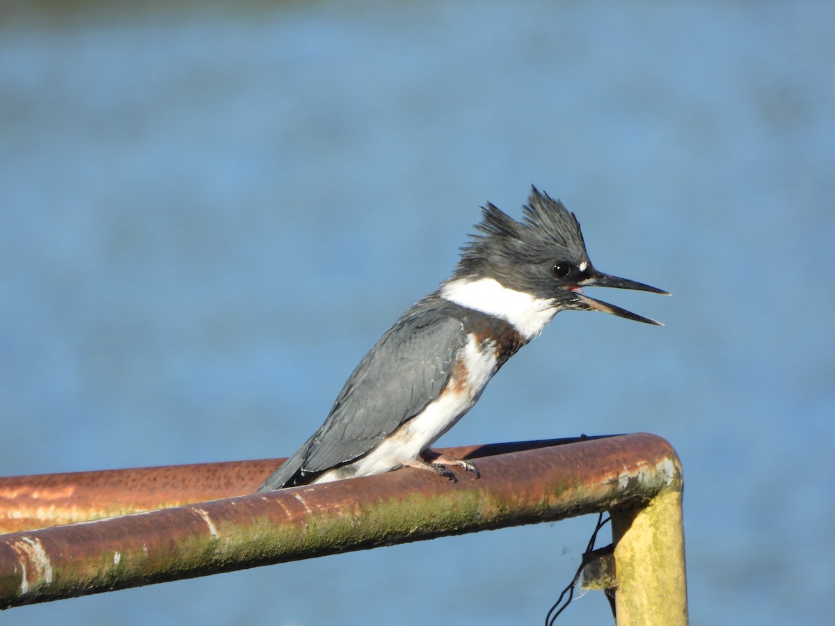 Belted Kingfisher - ML640146022