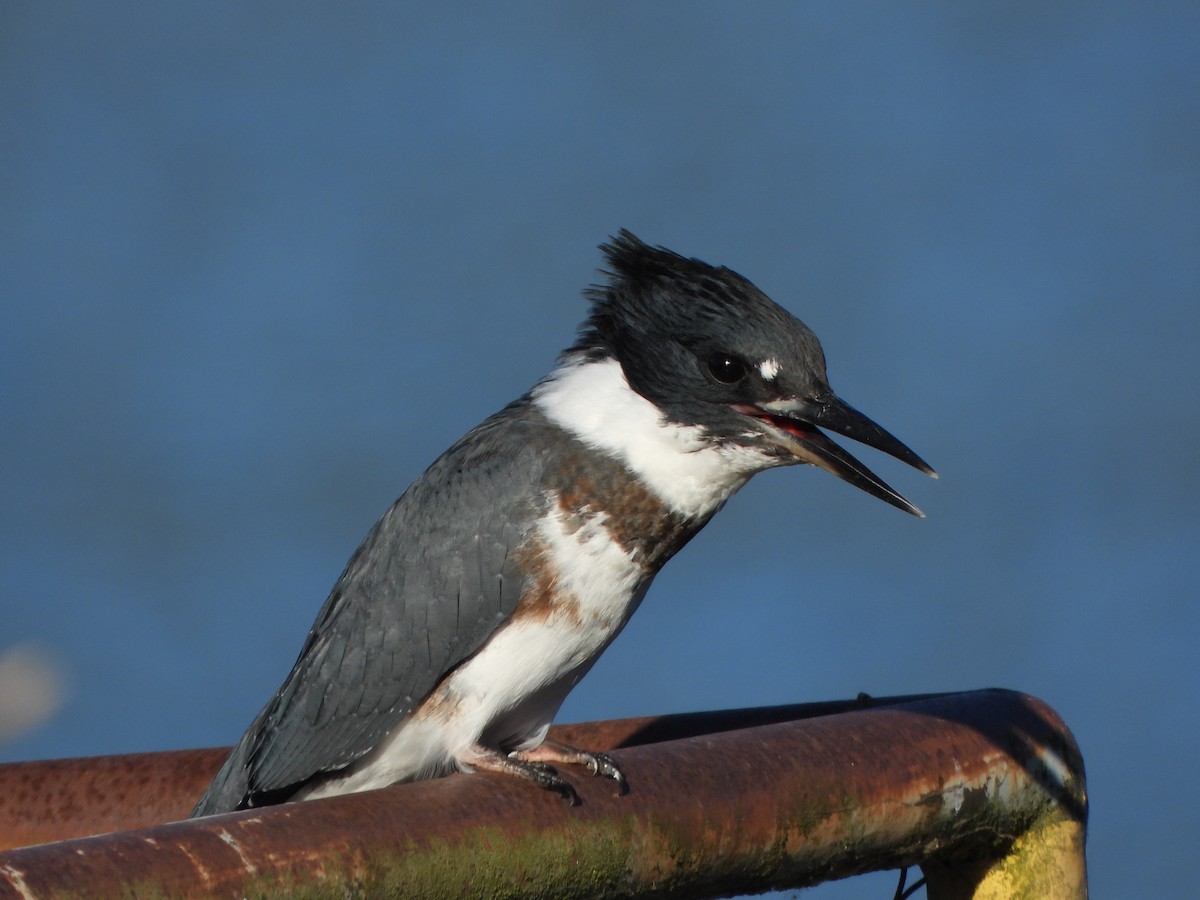 Belted Kingfisher - ML640146042