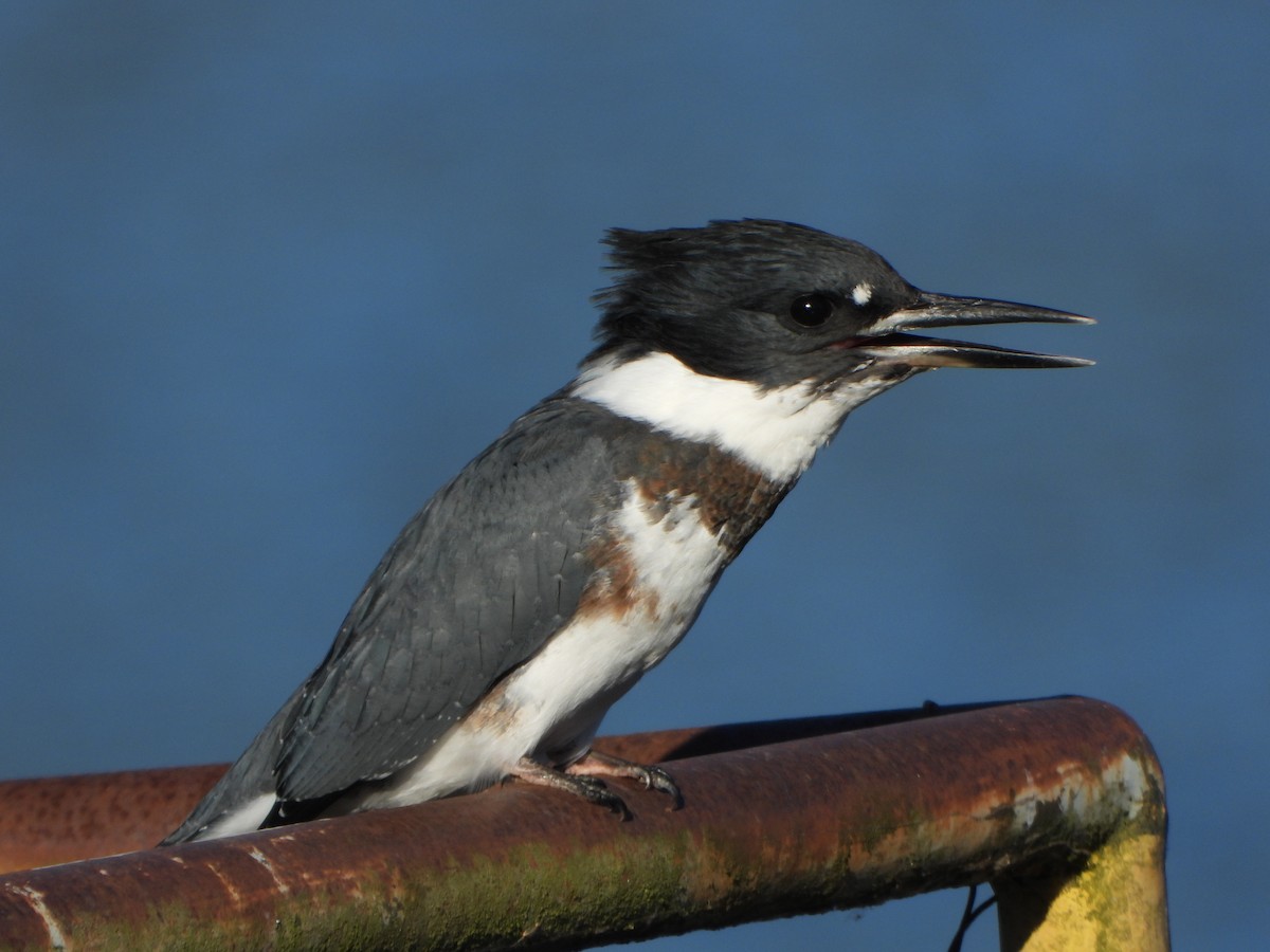 Belted Kingfisher - ML640146045