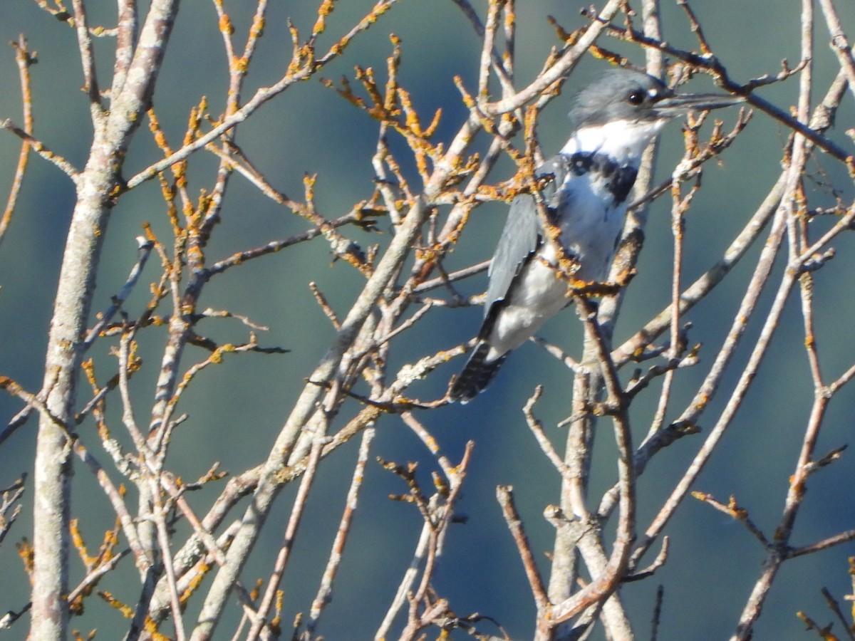 Belted Kingfisher - ML640146048