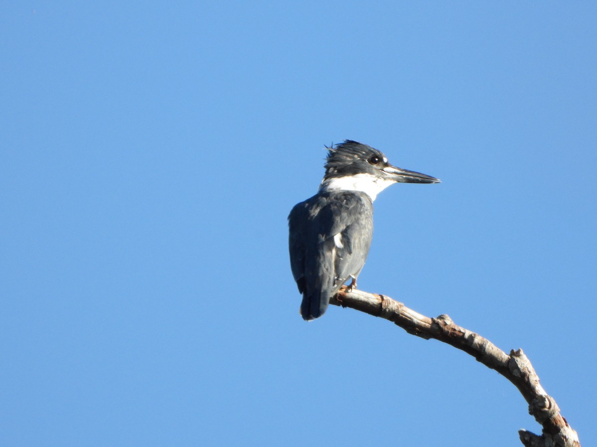 Belted Kingfisher - ML640146050