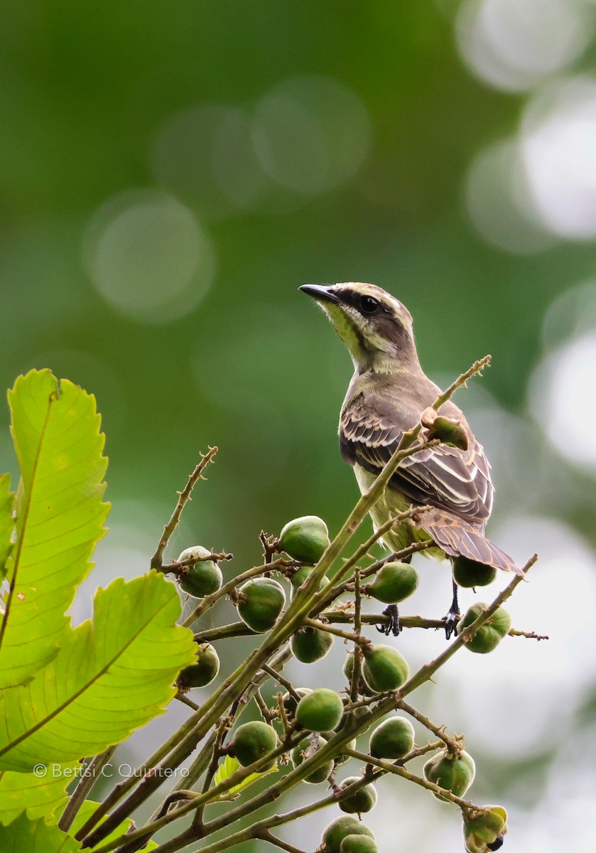 Piratic Flycatcher - ML640146067