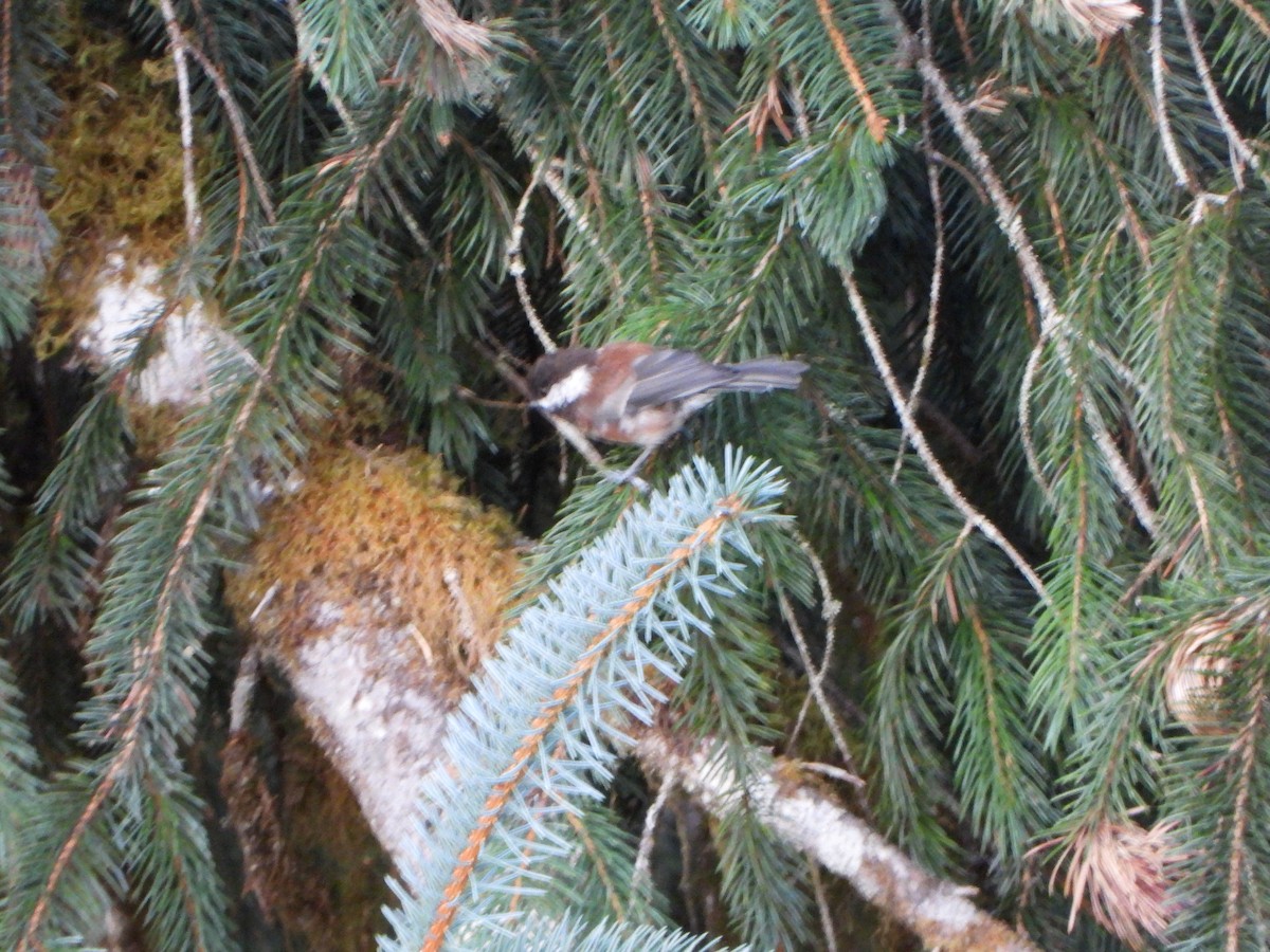 Chestnut-backed Chickadee - ML640146075