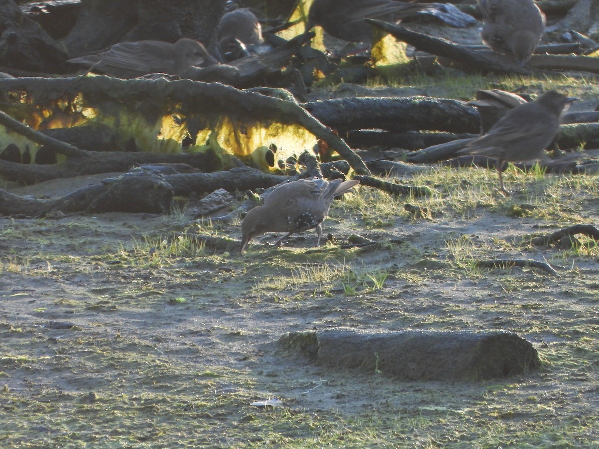 European Starling - ML640146081